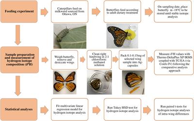 Temporal stability of δ2H in insect tissues: Implications for isotope-based geographic assignments